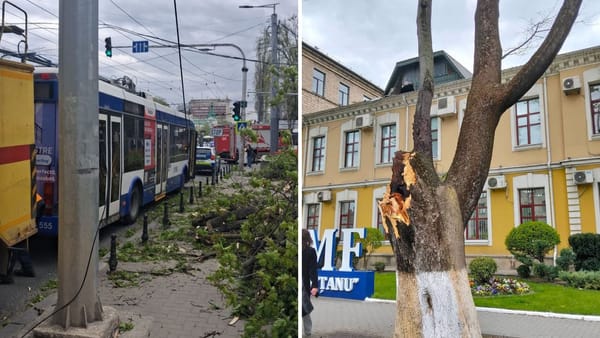 După incidentul cu troleibuzul avariat de o creangă, Spații Verzi vine cu explicații: Cine răspunde de arborii din zonă?