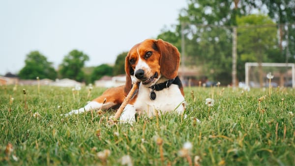 Meteorologii anunță vreme instabilă pentru sâmbătă, 4 aprilie. Pe alocuri se așteaptă ploi slabe și vânt mai puternic