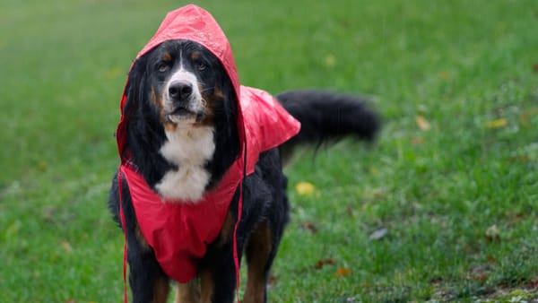 Cer noros și ploi slabe în nordul țării. Cum va fi vremea pe 1 aprilie în Republica Moldova