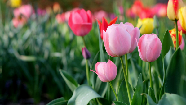 De la îngheț la vreme caldă în aceeași zi: prognoza meteo pentru astăzi