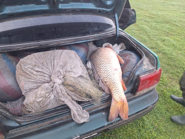 VIDEO/ Plase de sute de metri și zeci de pești confiscați: caz de braconaj la Cahul