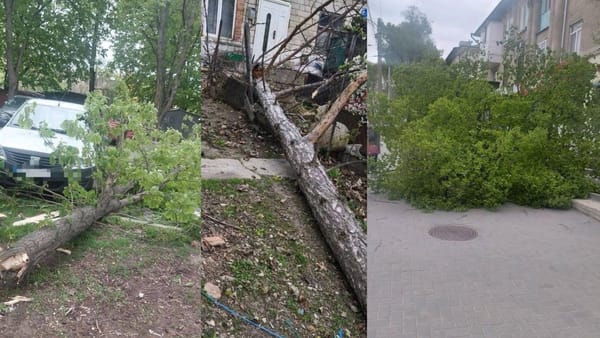 FOTO/ Vântul provoacă daune în țară: mașini avariate, copaci doborâți și acoperișuri smulse
