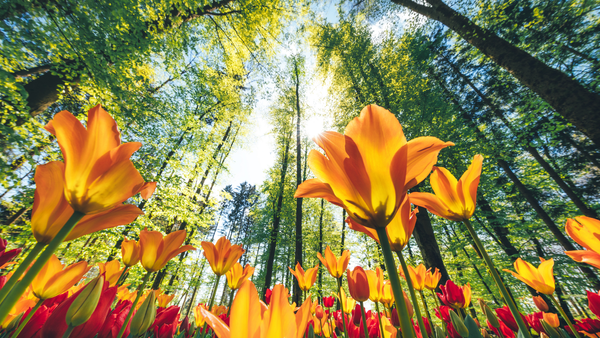 Soare și maxime de până la +19°C - prognoza meteo pentru astăzi în R. Moldova