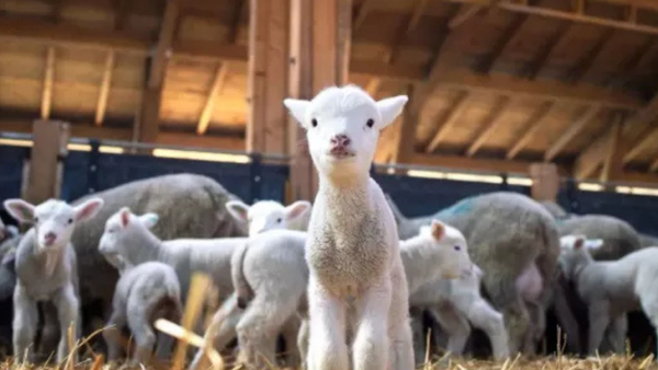 Fermierii vor avea condiții stricte la importul animalelor de rasă pură pentru reproducție