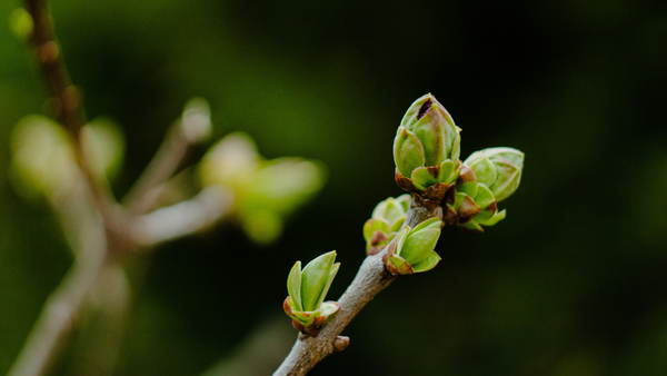 Zi de primăvară cu variații regionale: unde plouă și unde va fi cald - prognoza meteo pentru astăzi