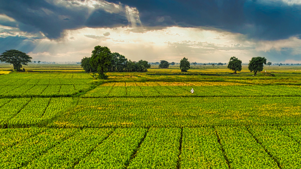 Peste 31 de milioane lei pentru agricultori: AIPA achită prima tranșă pentru zeci de cereri depuse