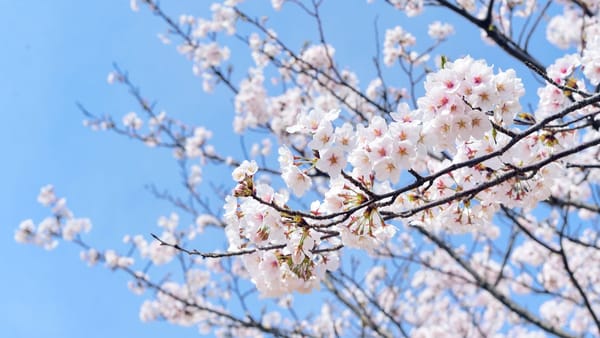 Vreme răcoroasă, dar fără ploi pe 27 aprilie: temperaturi de până la +16 grade