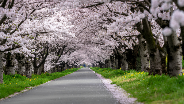 Vreme rece astăzi în Republica Moldova: maxime de până la +15 grade și înghețuri în nord