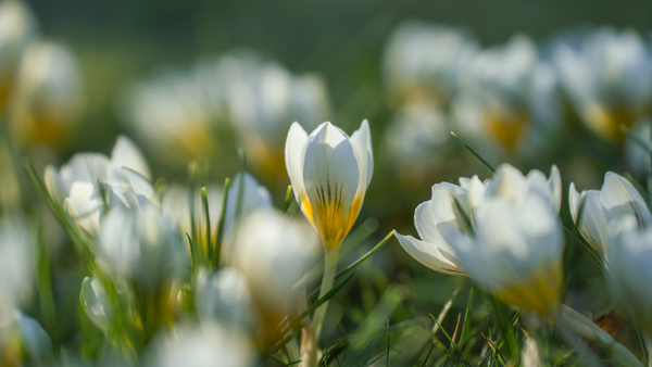 Vreme schimbătoare pe 29 aprilie: ploi slabe în sud și înghețuri în nord