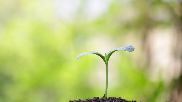 R. Moldova înăsprește regulile fitosanitare pentru importul de plante - țările vizate