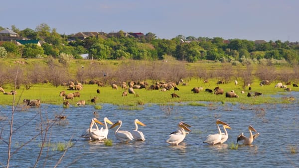 Bani pentru idei verzi: proiectele care pot schimba comunitățile din R. Moldova - iată cine poate aplica