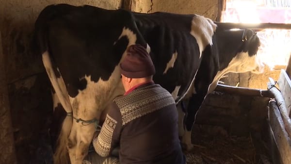 Procesatorii de lapte de vacă vor să reducă cu aproape 50% volumele preluate de la gospodăriile din raionul Glodeni