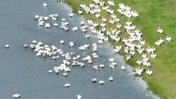 VIDEO/ Zeci de pelicani au fost observați în Parcul Național „Nistrul de Jos”