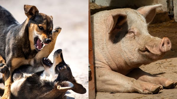 Focar de pestă porcină africană la Costești și trei focare de rabie au fost înregistrate de ANSA într-o săptămână