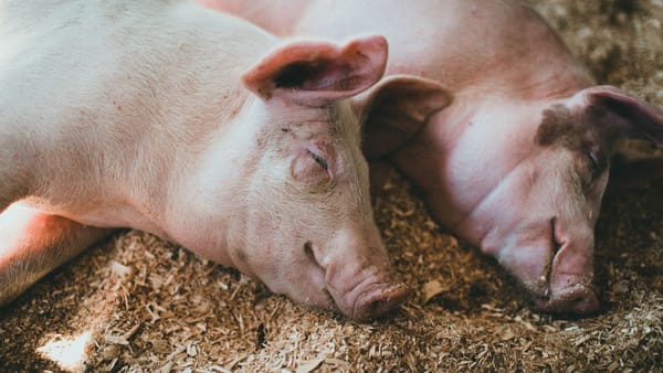 Trei focare de boli la animale, înregistrate într-o săptămână. ANSA anunță cazuri de rabie și pestă porcină africană