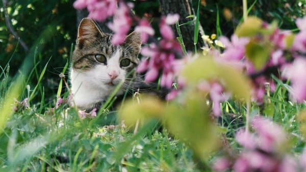 Săptămâna începe cu vreme instabilă și temperaturi de până la +29 de grade
