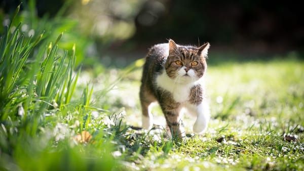 Vreme schimbătoare astăzi: temperaturi de până la +27°C și ploi izolate cu descărcări electrice
