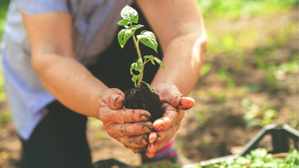 Agricultorii moldoveni vor avea acces la semințe noi înainte de înregistrarea oficială