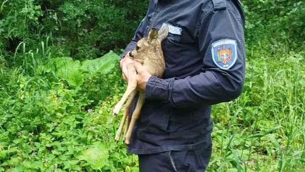 FOTO/VIDEO Final fericit pentru un pui de căprior găsit în raionul Nisporeni. Animalul a fost salvat și eliberat în natură