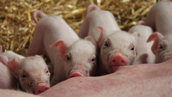 Noi focare de pestă porcină africană în R. Moldova: ANSA lansează un nou concept de prevenire