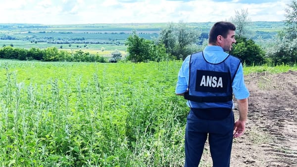 În raioanele Ialoveni și Strășeni au fost depistate focare de ambrozie. Unul dintre acestea, în apropierea unui spital
