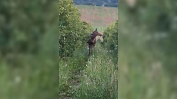 VIDEO/ Ministrul Mediului cere o anchetă urgentă în cazul celor doi elani împușcați la Briceni: „Au fost, practic, executați”