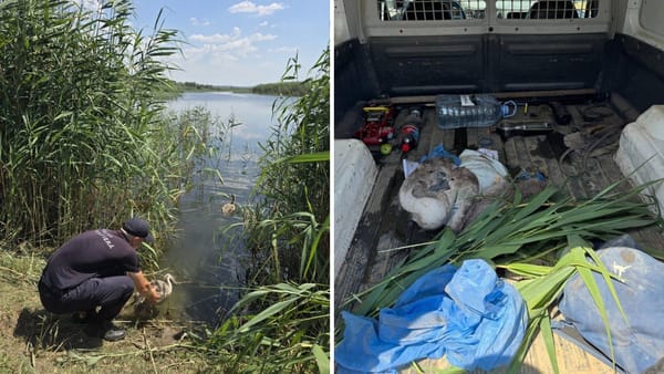 Doi pui de lebădă, găsiți într-o mașină oprită la Cahul. Păsările au fost eliberate în natură