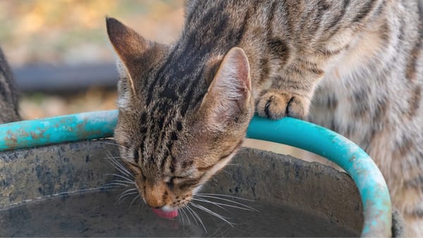 Săptămâna începe cu temperaturi de până la 38 de grade. Codul portocaliu de caniculă rămâne în vigoare