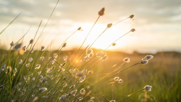 Vreme caldă și cer senin pe 25 iunie. Mercurul din termometre urcă până la +32°C