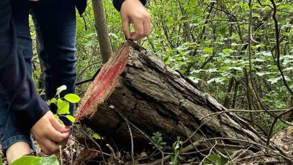 Tăieri ilegale de arbori și deversări de ape uzate depistate în Florești. Inspectorii de mediu au intensificat controalele