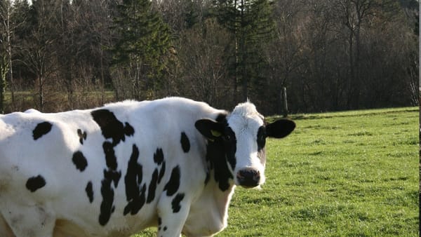 Peste 67 de milioane de lei, autorizați într-o săptămână pentru agricultori. Zootehnia și motorina, principalele direcții