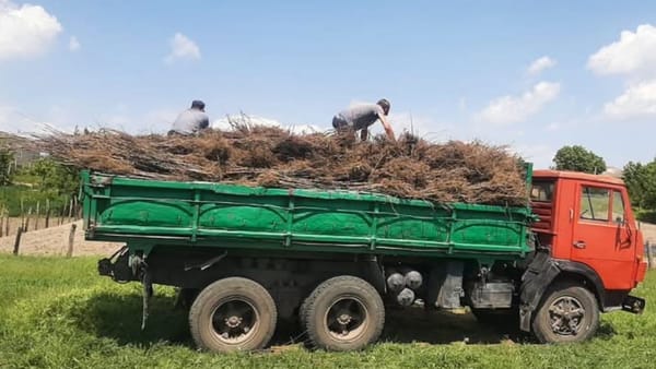 Peste 40.000 de puieți compromiși la „Pădurea Domnească” în urma unor abateri în gestionare