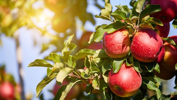 Guvernul a aprobat proiectul „Livada Moldovei II” - 150 de milioane de euro pentru agricultorii moldoveni