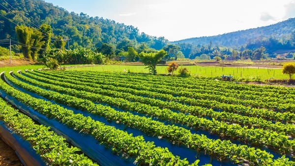 Cum vrea viitorul guvern să dezvolte agricultura din Republica Moldova