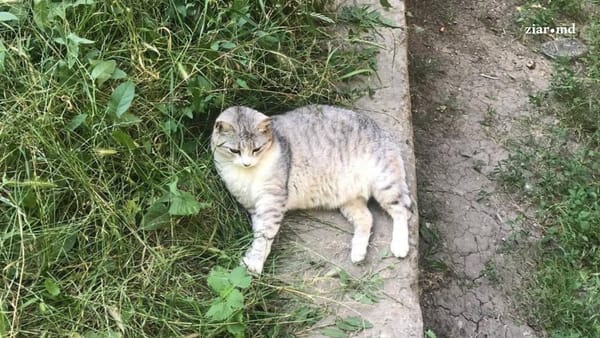 Căldura sufocantă pune în pericol animalele fără stăpân. Chișinăuienii, îndemnați să le ofere apă