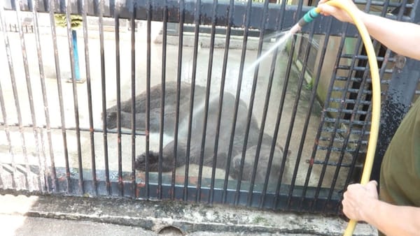 Meniu special și băi cu apă rece. Cum se descurcă animalele Grădinii Zoologice din Chișinău pe timp de caniculă