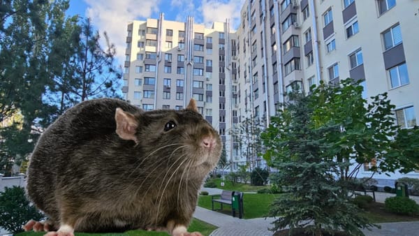 Locatarii unui complex rezidențial din capitală reclamă o invazie de șobolani și indică spre teritoriul ANSP