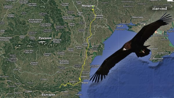 FOTO/VIDEO R. Moldova - casă temporară pentru un vultur negru venit din Bulgaria. „Sejurul” păsării a durat aproape zece zile