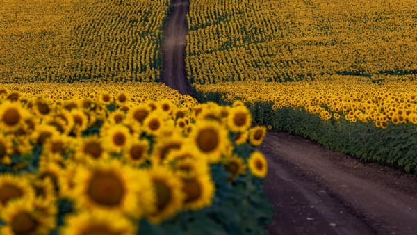 Canicula revine: Maxime de până la +33°C în sudul R. Moldova și averse cu descărcări electrice în aproape tot nordul țării