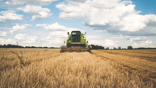 Agricultorii avertizează că sectorul cerealier și oleaginos a intrat într-o criză profundă. Ce măsuri cer autorităților