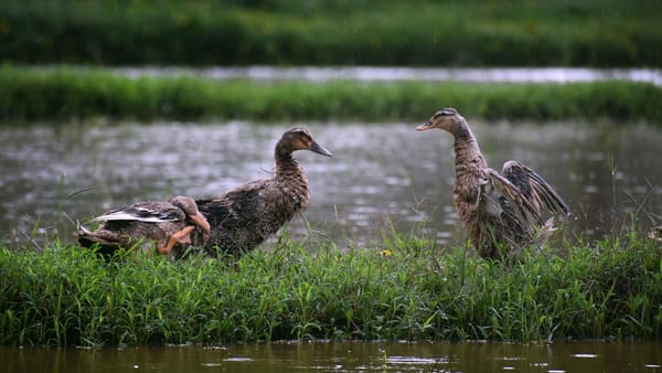 Ploile revin astăzi în nordul și centrul țării. Temperaturile vor urca până la 32°C la sud