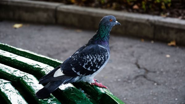 Vremea se răcește ușor și vin ploile. Vântul va sufla puternic până seara