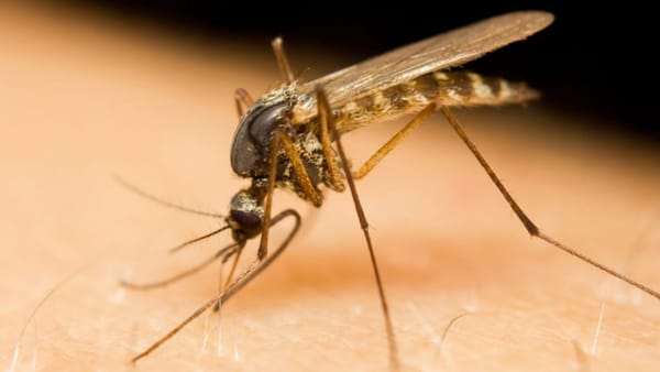 În Grecia crește numărul cazurilor de West Nile. ANSP face apel către turiștii moldoveni
