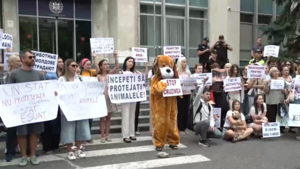 Zeci de persoane au protestat în fața Guvernului împotriva cruzimii față de animale: „Vrem să fim auziți”