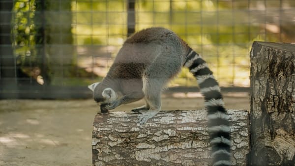Program special la Grădina Zoologică din Chișinău: Menajeria a renunțat la ziua sanitară din 31 august