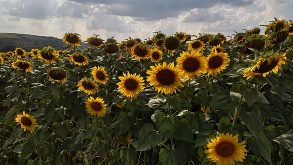 Vreme caniculară în aproape toată țara. Mercurul din termometre va urca astăzi până la +35°C