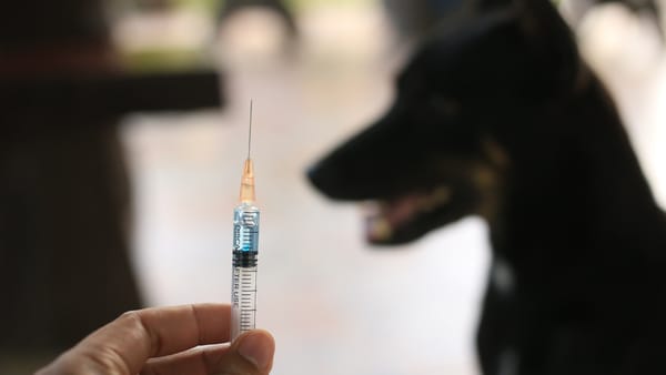 Din iulie, peste 1.500 de moldoveni au primit asistență antirabică după contactul cu animale