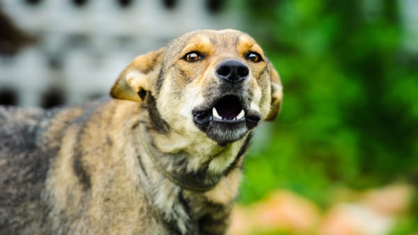 Două cazuri de rabie la câini, confirmate în raionul Ialoveni. Patru persoane au intrat în contact cu animalele