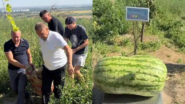 FOTO/VIDEO Pepene verde de 74 de kilograme, crescut la Hagimus. Fermierul și-a doborât propria performanță