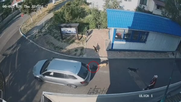 VIDEO/ Un câine a murit după ce ar fi fost tamponat intenționat în orașul Cricova. Poliția s-a autosesizat
